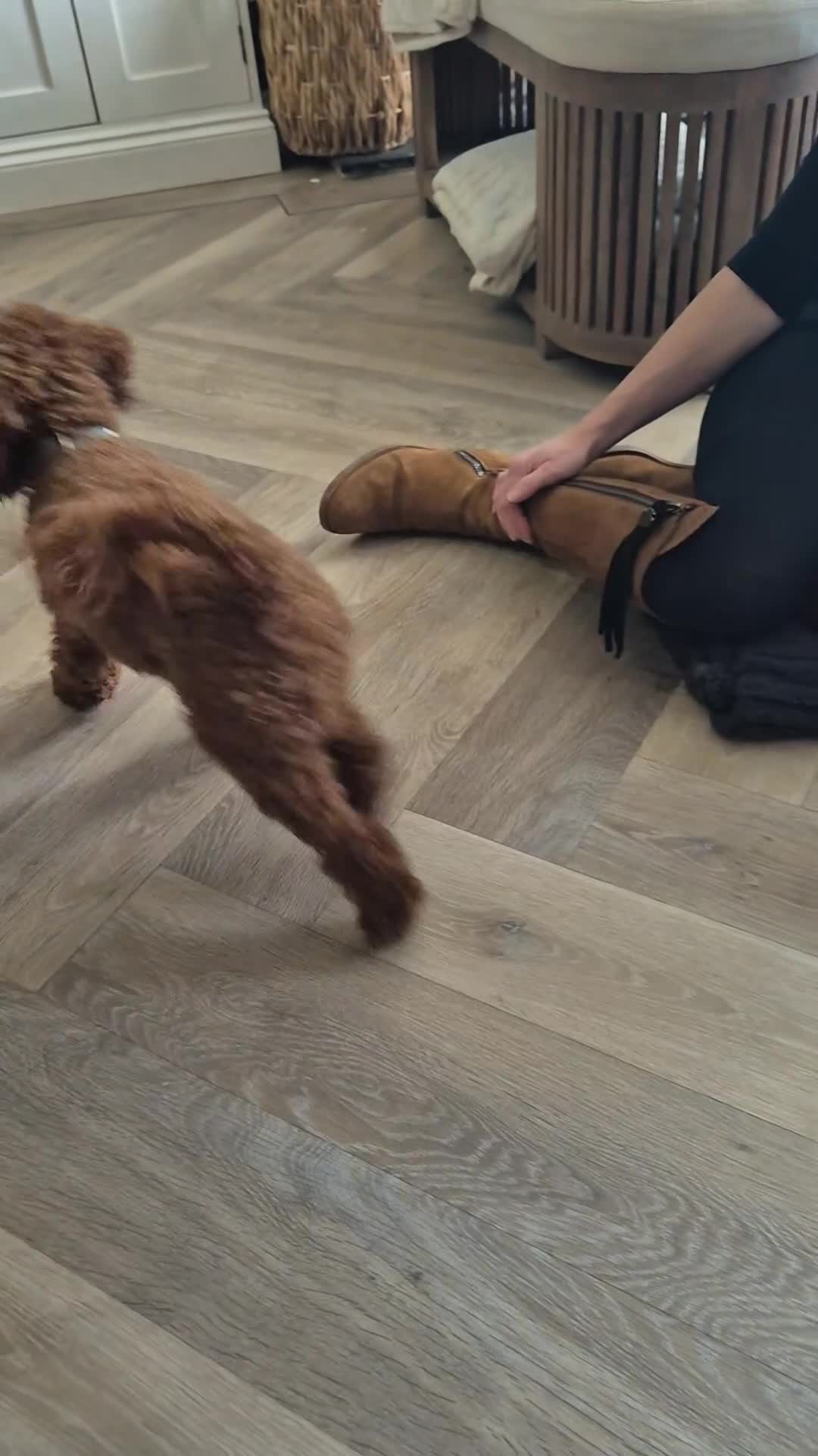 Cockapoo dogs for sale: Pregnancy confirmed! Beautiful F1 cockerpoos - Video 2