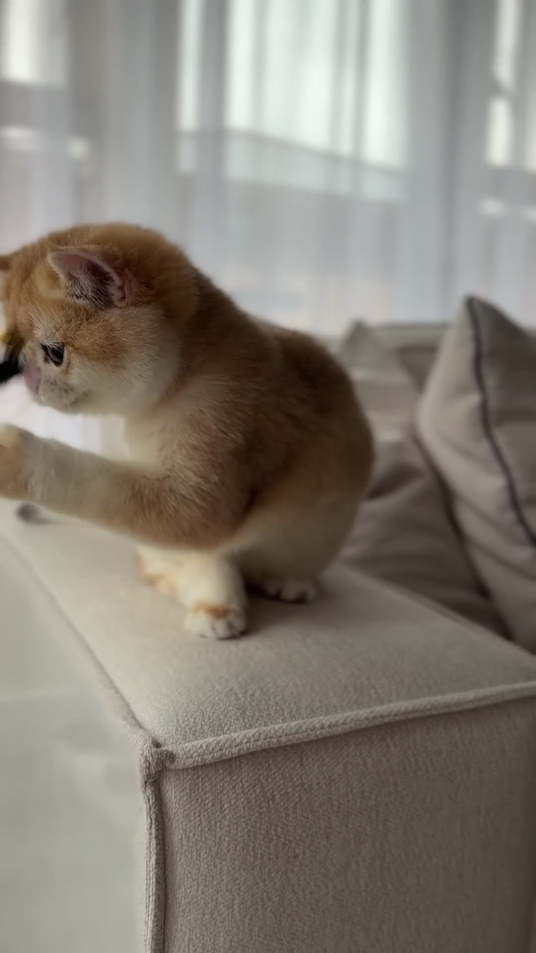 British Shorthair cats for sale: British Shorthair Golden boy - Video 4