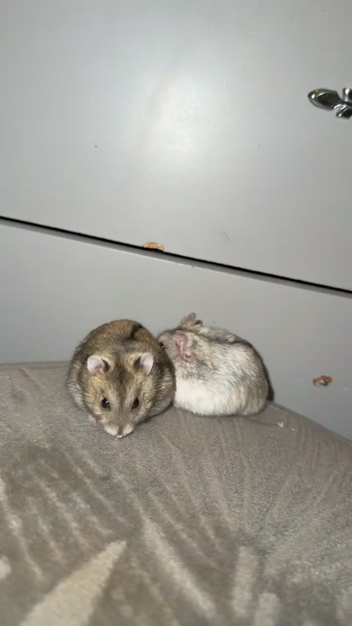 Hamster rodents for sale: 🐹Sweet baby hamsters-two girls left!🐾🩷 - Video 3