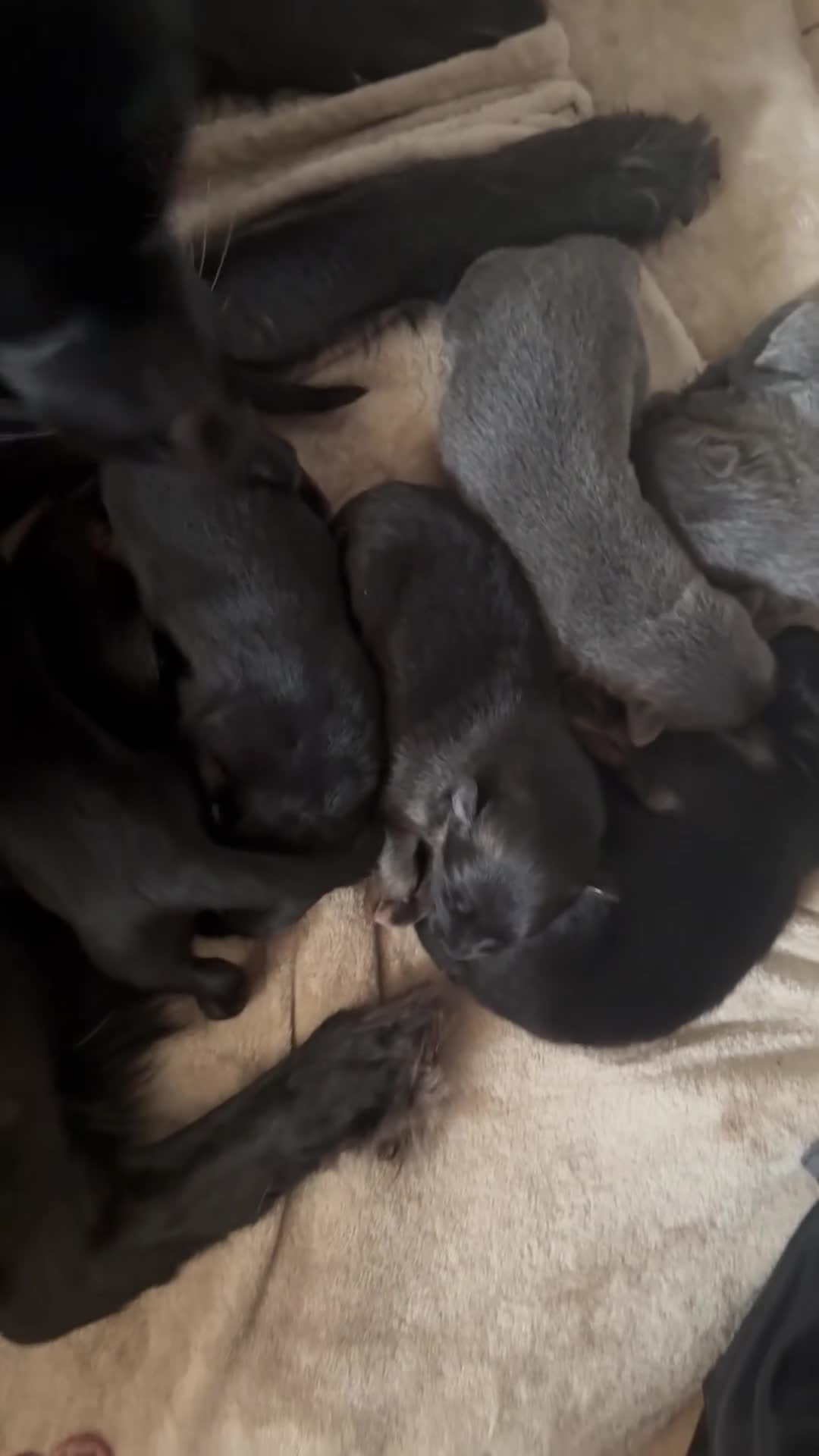 German Shepherd dogs for sale: Beautiful Black, Grey, Grey & Tan and Black & Tans in Richmond - Video 2