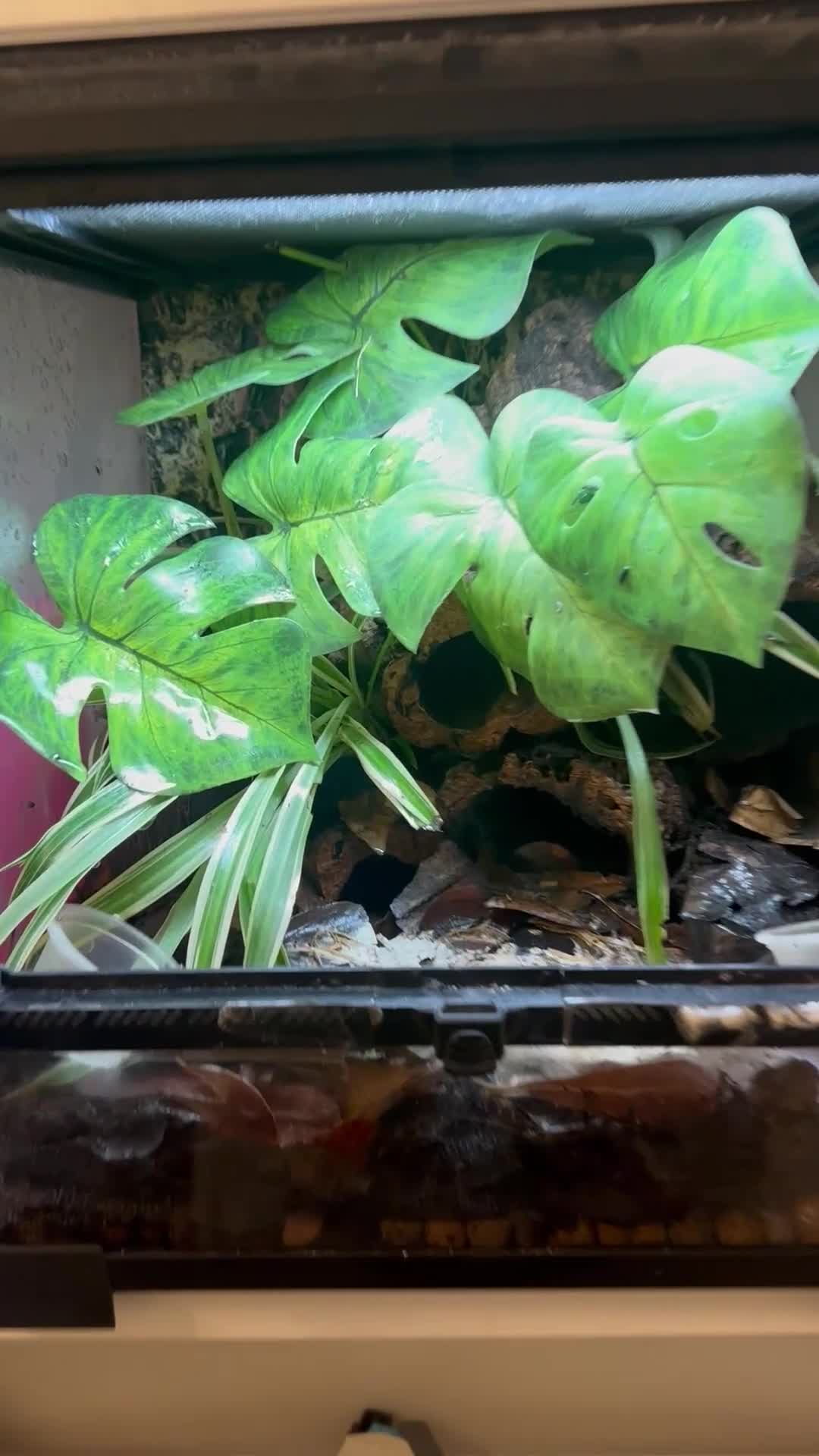 Frog reptiles for sale: Blue Frogs For Sale - Video 3