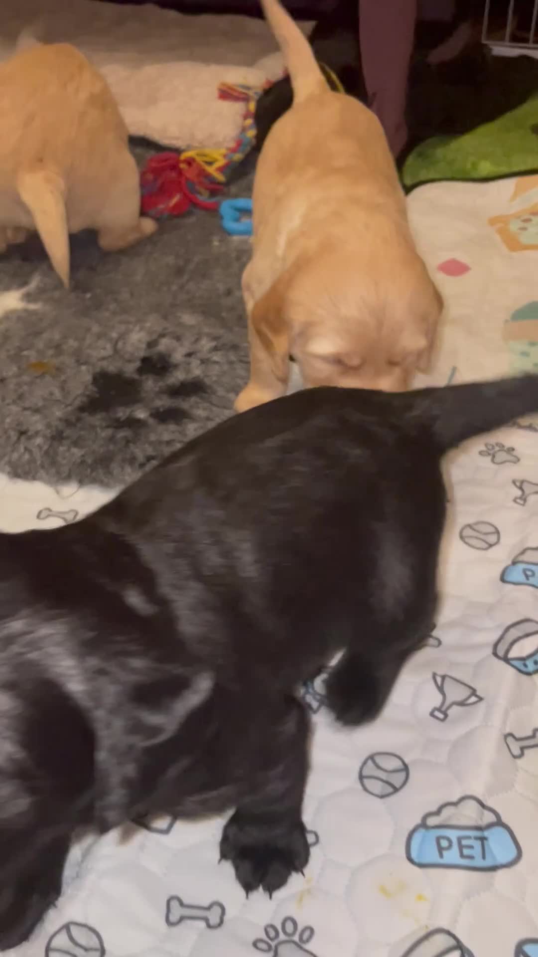 Cockerdor dogs for sale: Cocker Retriever aka Cockerdor bundles of joy - Video 2