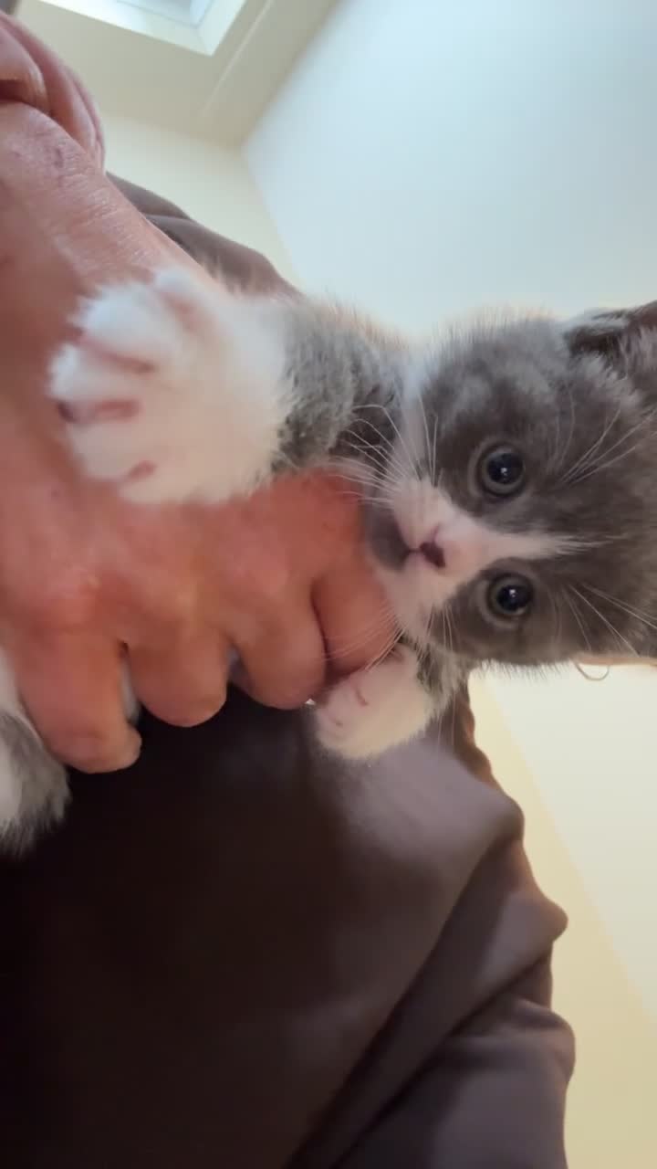 Mixed Breed cats for sale: BSH X kittens for sale  - Video 3