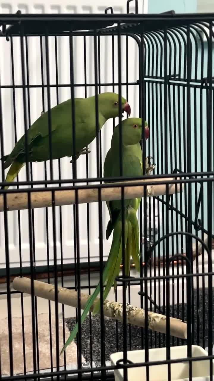 Ringnecks birds for sale: Ring neck Parrots  - Video 1