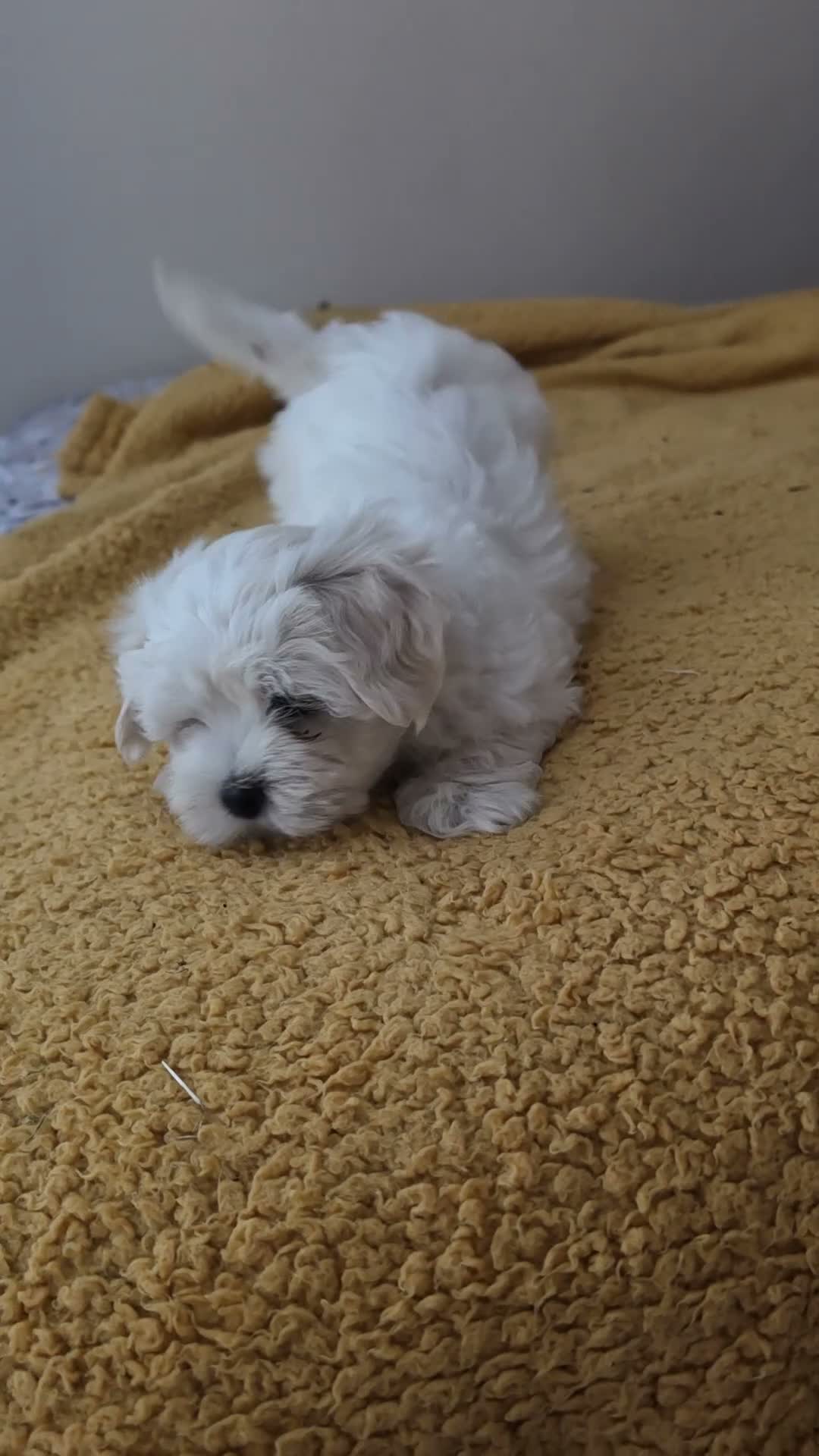 Maltese dogs for sale: Maltese  - Video 2