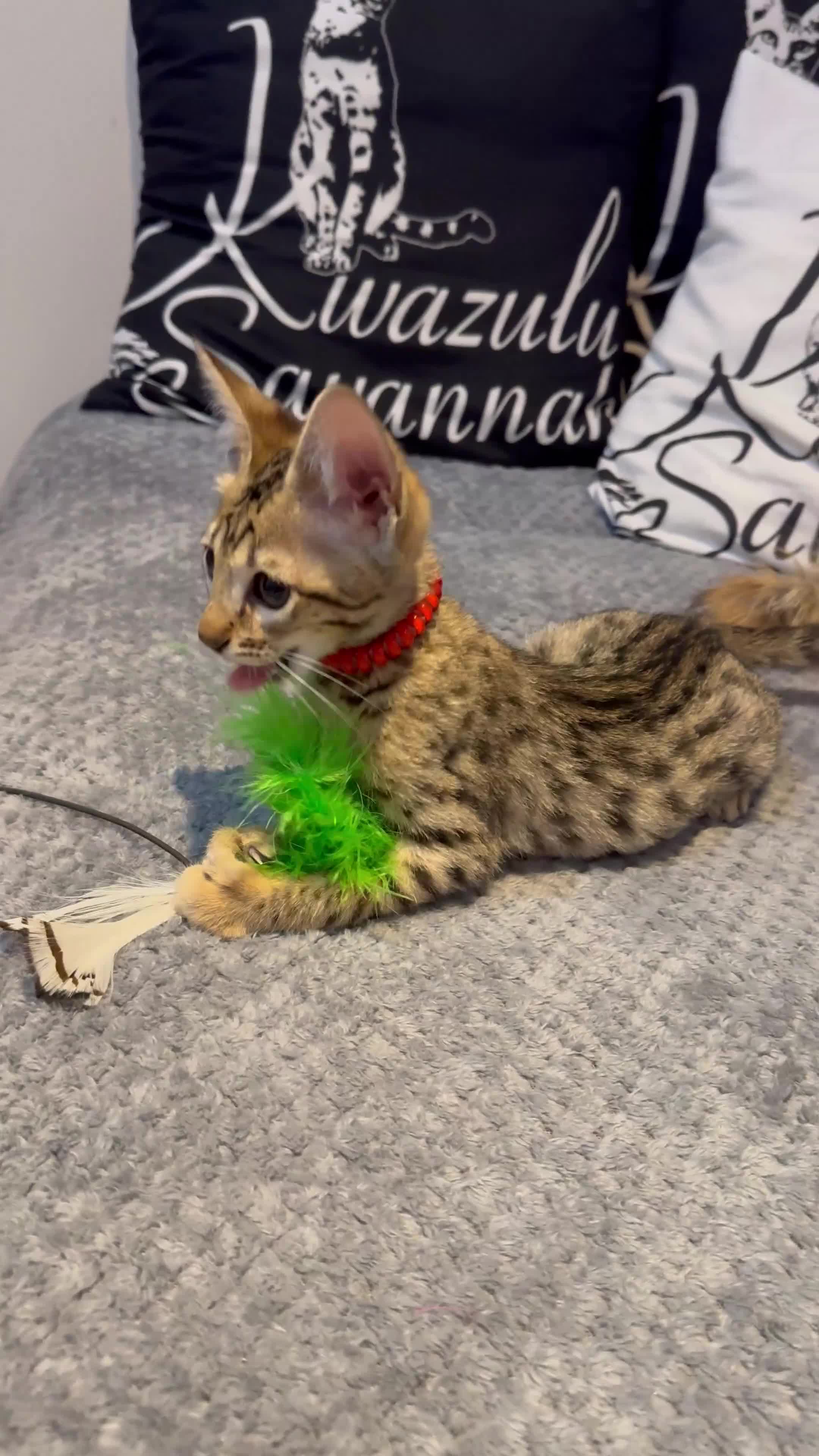Savannah cats for sale: 12 Weeks Old 5*! -Exceptional Quality Tica Registr - Video 1