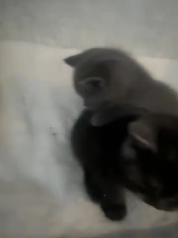 Mixed Breed cats for sale: Bsh x maincoon kittens - Video 3