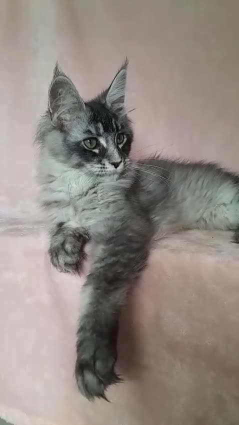 Maine Coon cats for sale: black smoke/polydactyl maine coonTICA kittens - Video 1