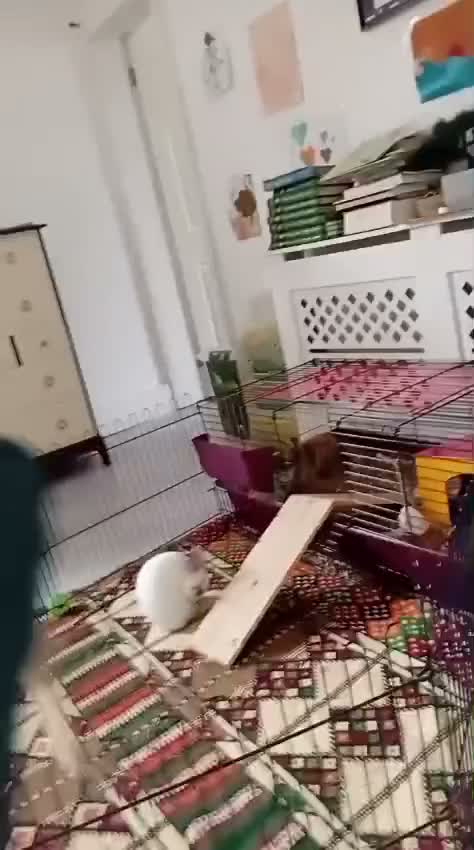 Netherland Dwarf rabbits for sale: 2 female netherland dwarf rabbits in Stalybridge - Video 1