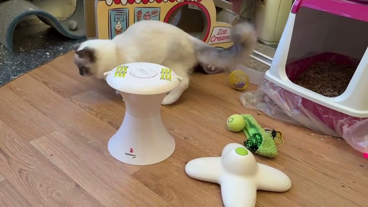 Ragdoll cats for sale: GCCF Registered Ragdoll  - Video 1