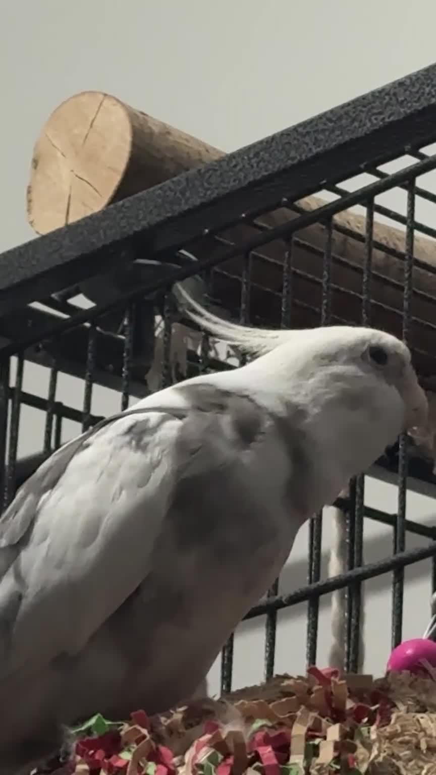 Cockatiels birds for sale: Tame Silly Male Cockatiel - Video 4