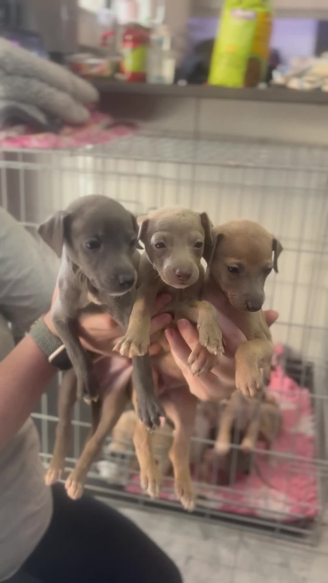 Mixed Breed dogs for sale: Italian greyhound 3/4 and 1/4 whippet puppies  - Video 4