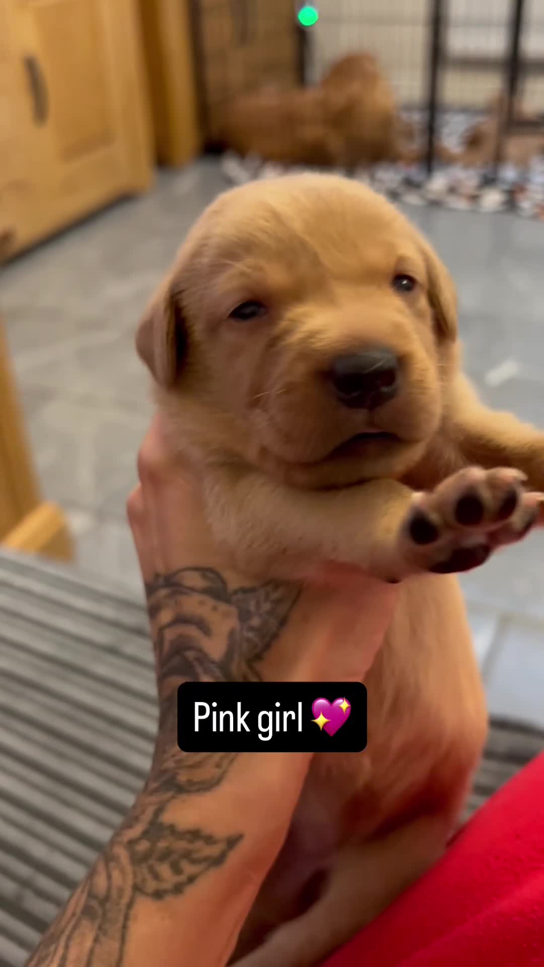 Labrador Retriever dogs for sale: TOILET TRAINED KC LABS 1 GIRLS 4 BOYS LEFT - Video 5