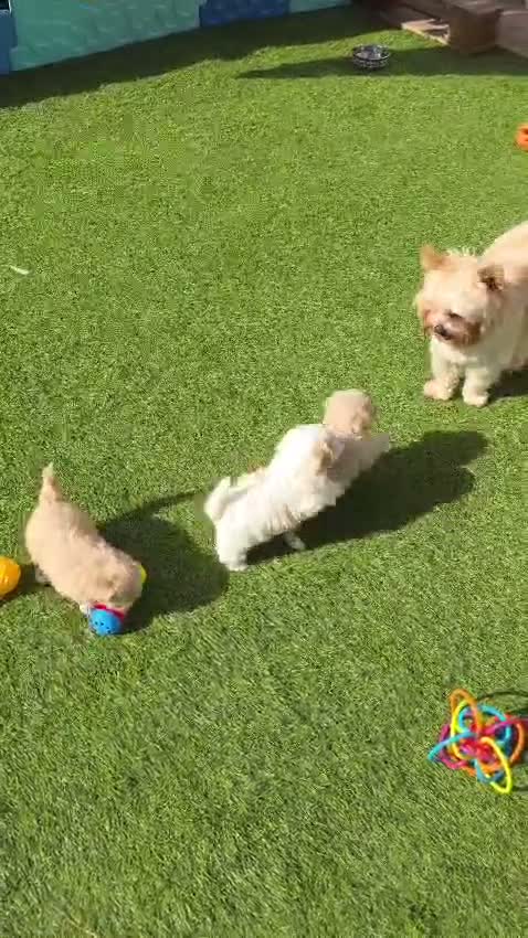 Yorkshire Terrier dogs for sale: 🐾 Golddust Yorkshire Terrier Puppies Available 🐾 - Video 1