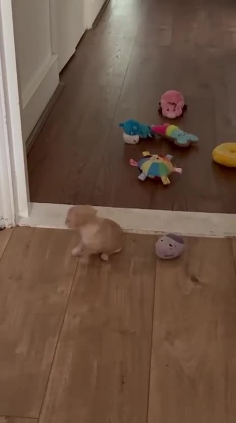 Chihuahua dogs for sale: Male Chihuahua  - Video 3