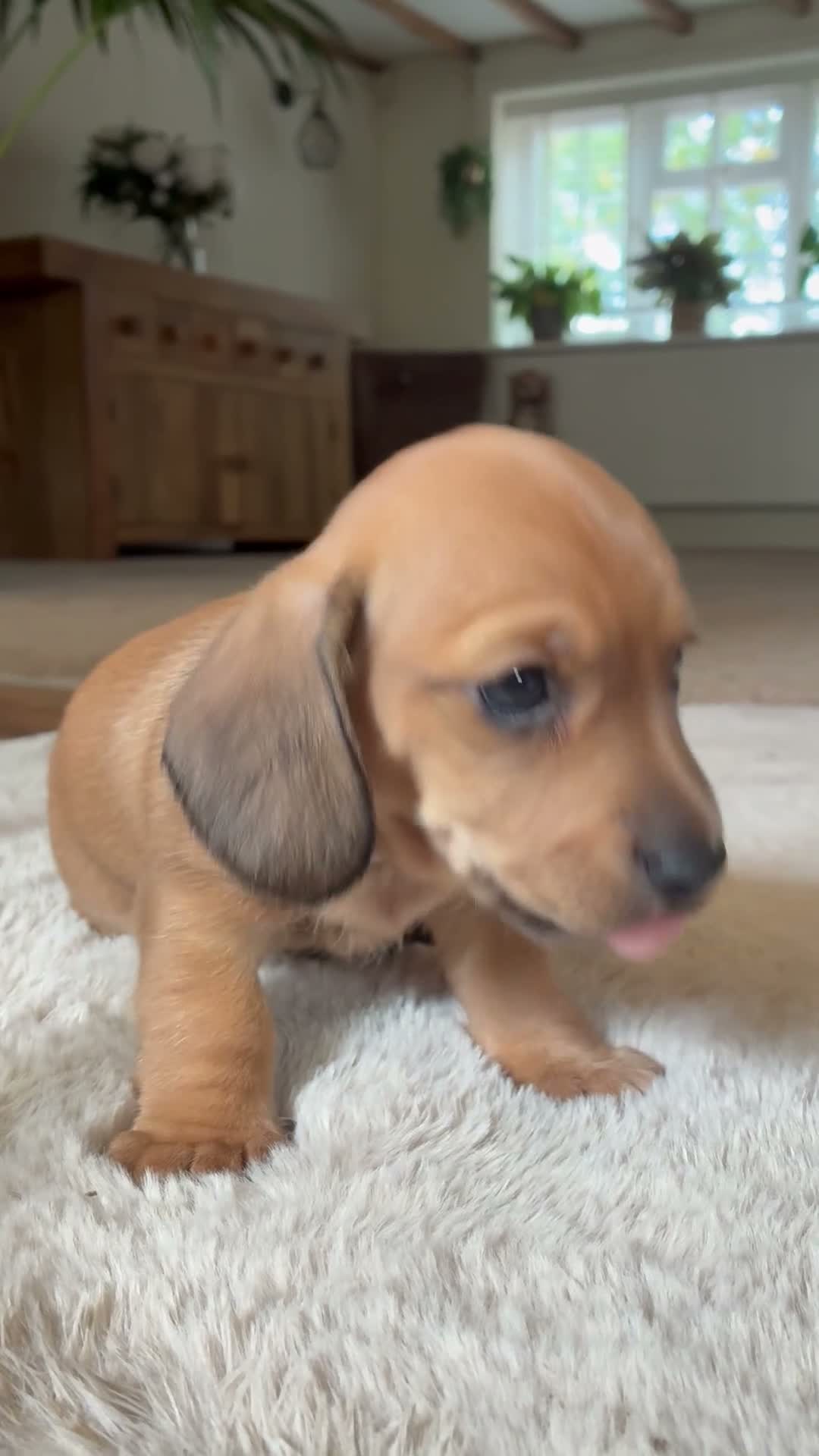 Dachshund dogs for sale: 3 beautiful red dachshund boys - Video 1