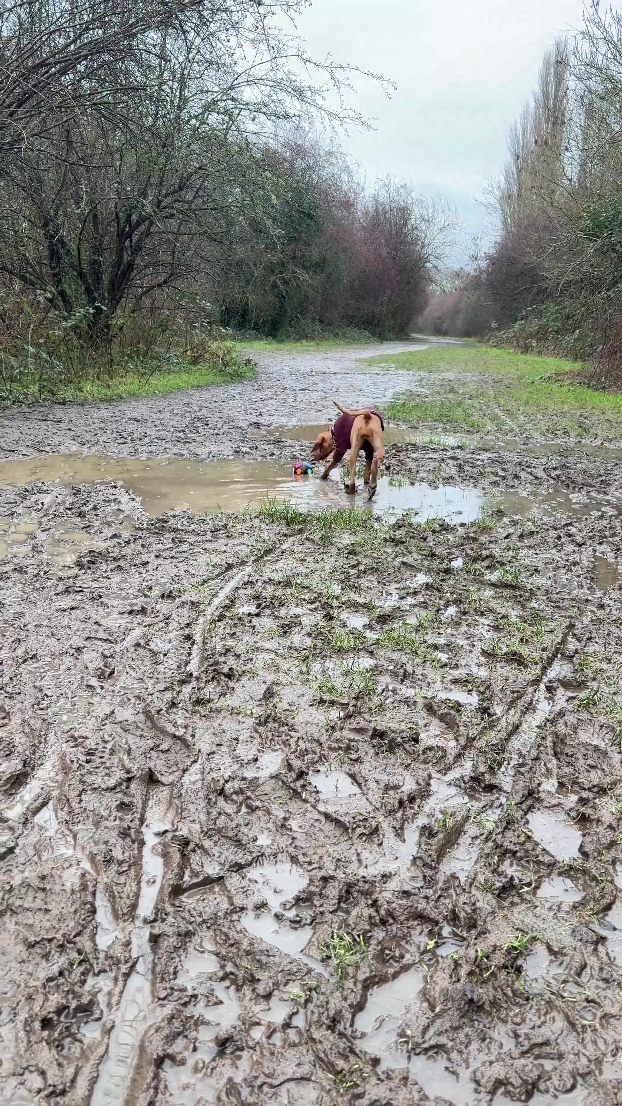 Hungarian Vizsla dogs for sale: Hungarian Vizsla Female 6 Months Old  - Video 4