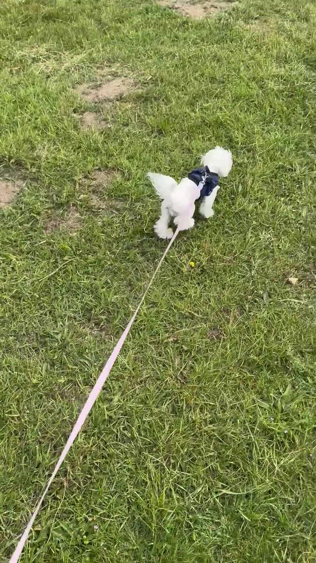 Maltese dogs for sale: 💎 1.5 kg 💎 One-in-a-Million Micro Maltese Boy 💎 in Ipswich - Video 1