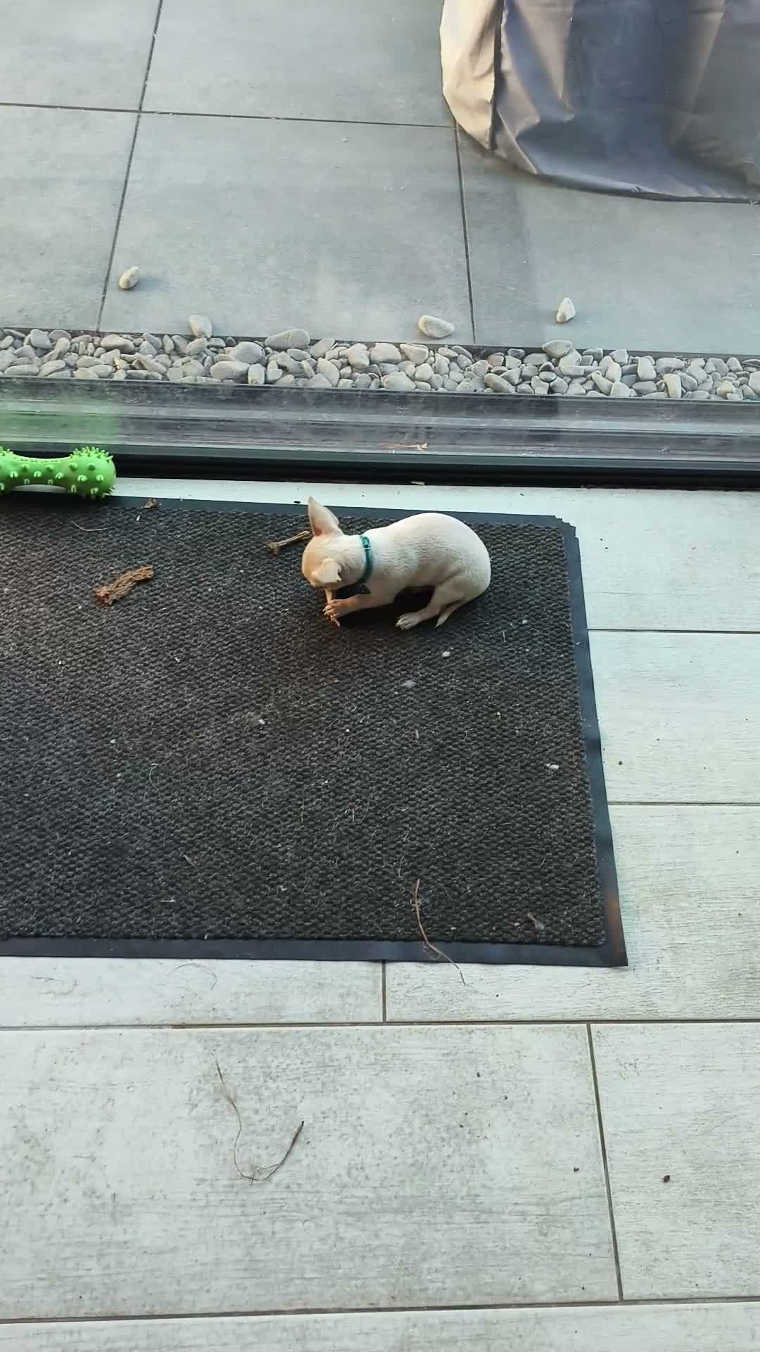 Chihuahua dogs for sale: 🐾4 Adorable Chihuahua Puppies Need Loving Homes🐾 - Video 1