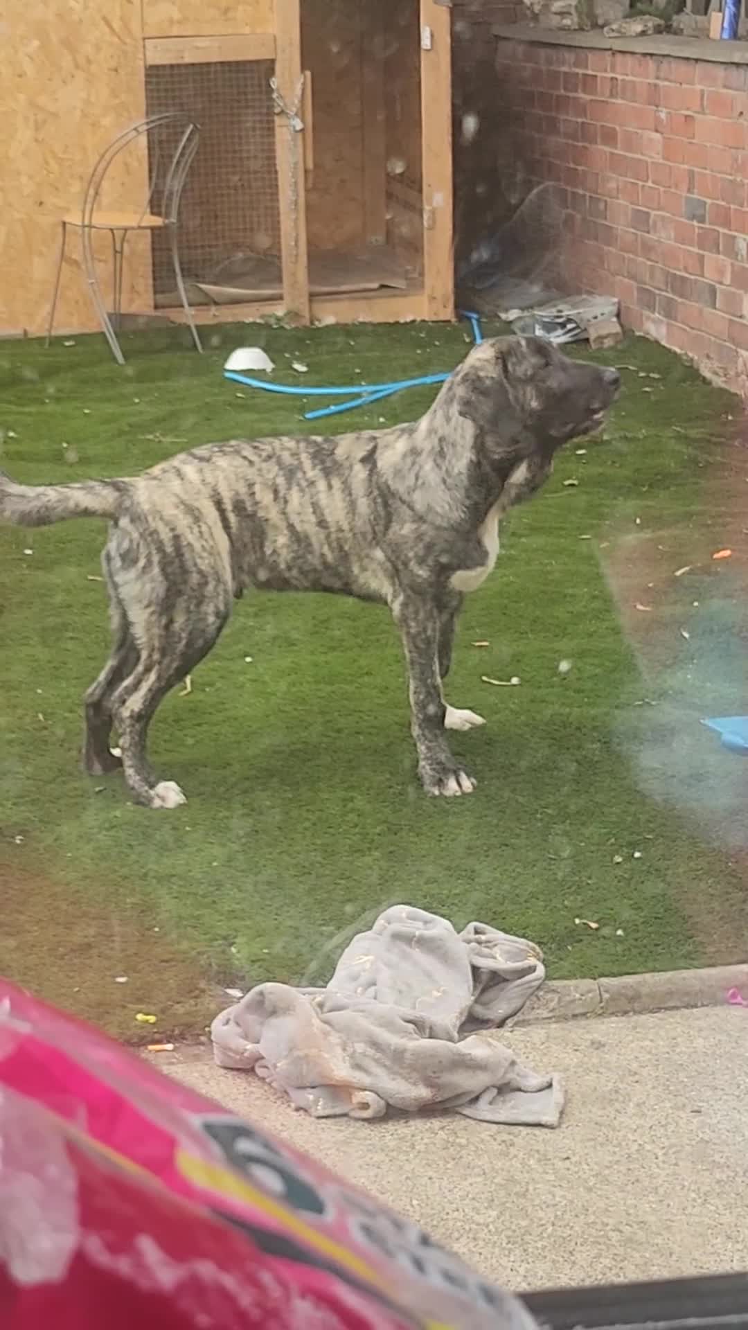 Turkish Kangal dogs for sale: Oliver  - Video 1