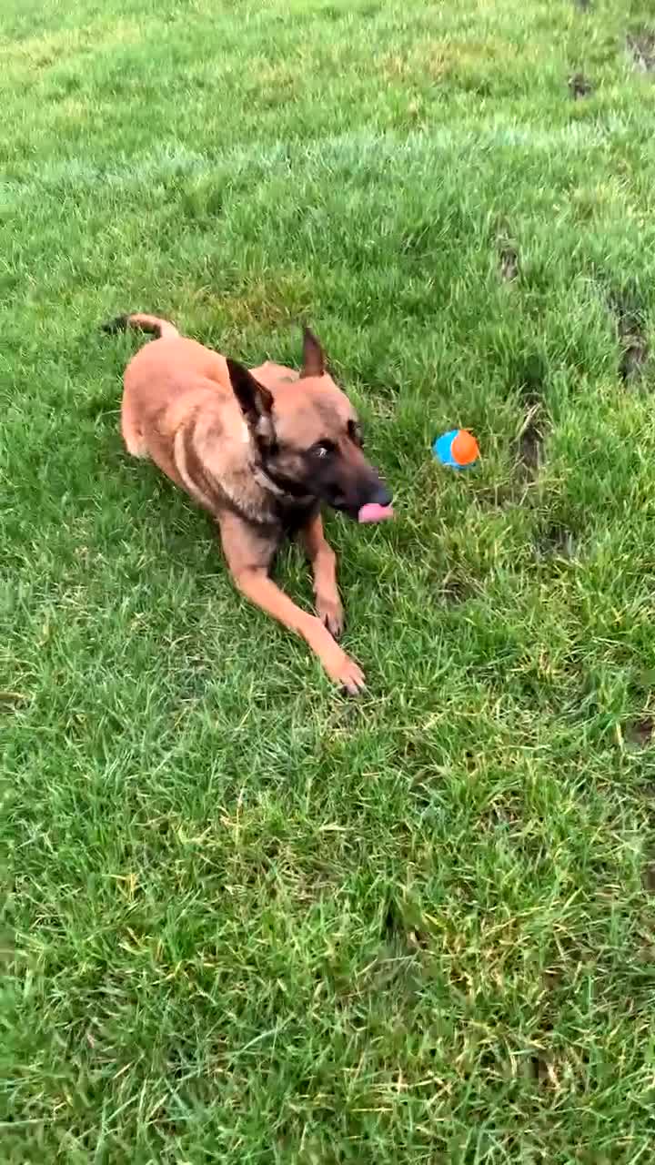 Belgian Shepherd Dog dogs for sale: Zeus  in Dewsbury - Video 4