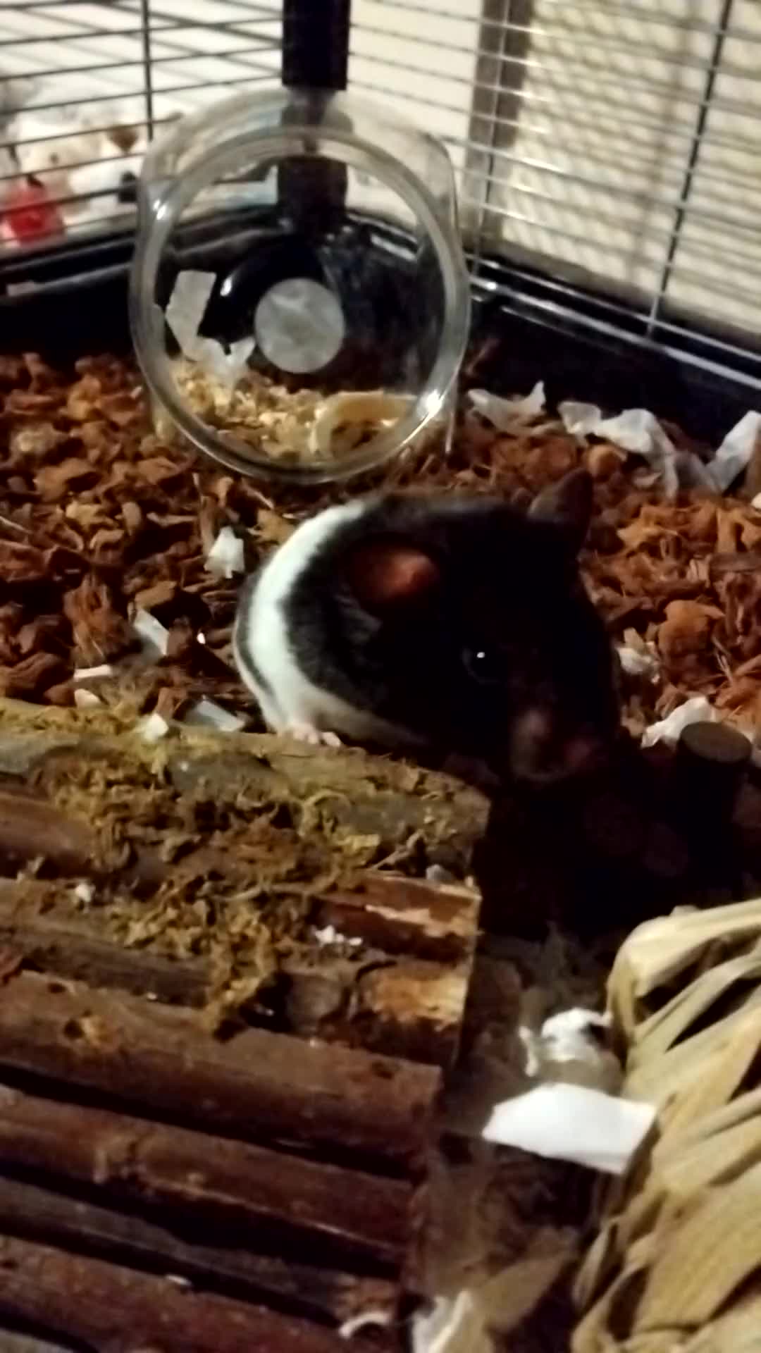 Hamster rodents for sale: 🐹 Male Syrian available for adoption 🐹  - Video 1