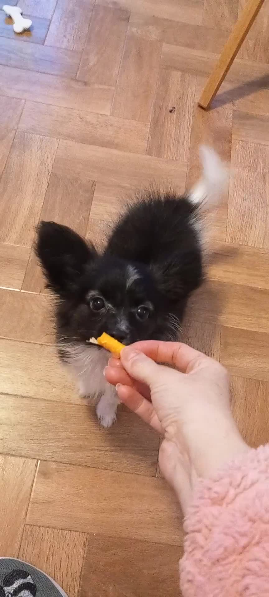 Papillon dogs for sale: Gorgeous Female Example of this Beautiful Breed - Video 2