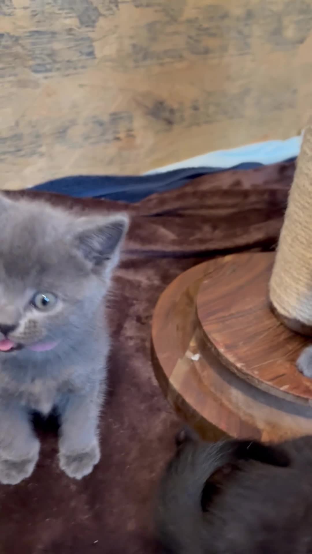 British Shorthair cats for sale: British shorthair cross kittens - Video 3