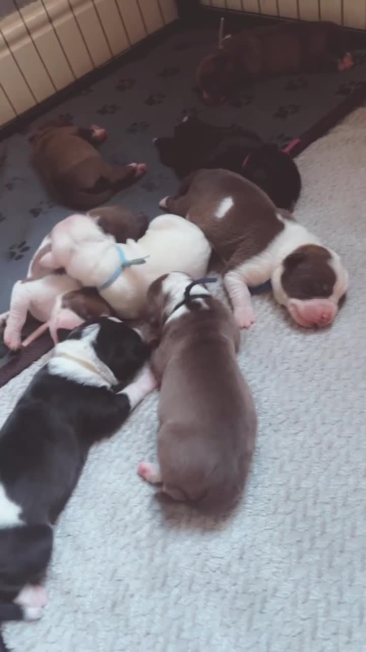 American Bull Staffy dogs for sale: American staffy puppies  - Video 2
