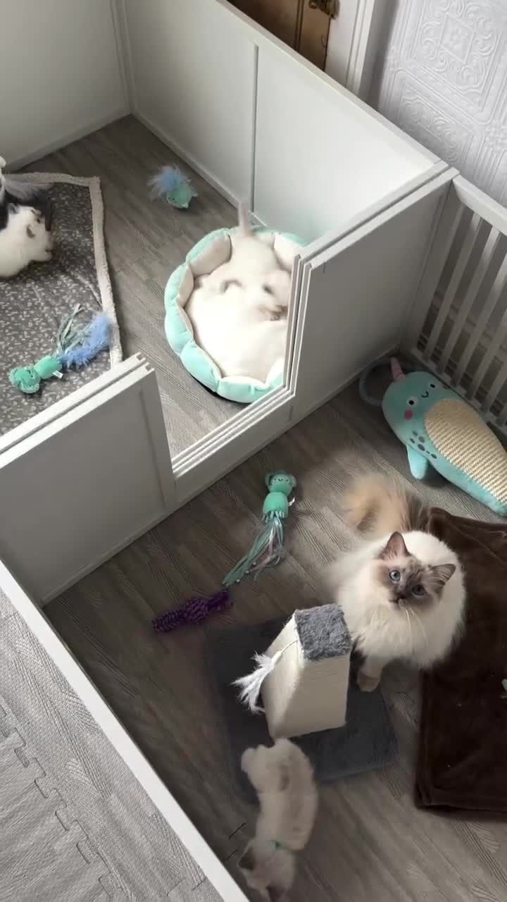 Ragdoll cats for sale: Championship 5 Generation Pedigree GCCF Ragdolls  - Video 2