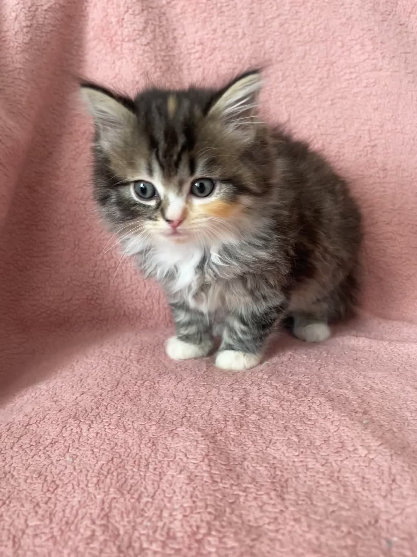 Ragdoll cats for sale: Beautiful Scottish fold mix Ragdoll Kittens - Video 1