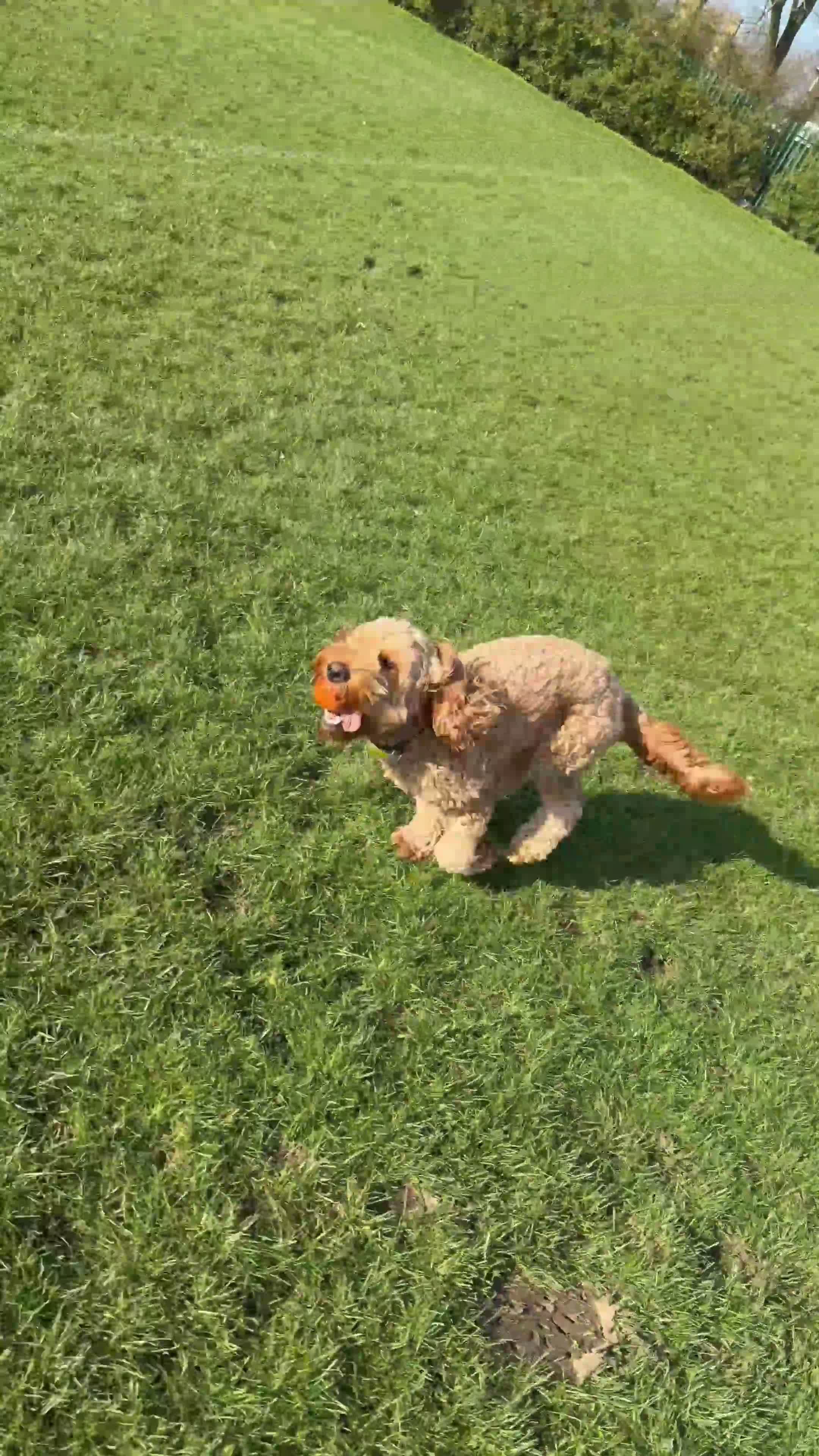 Cockapoo dogs for stud: Male Cockapoo Stud - experienced  in Hartlepool - Video 1
