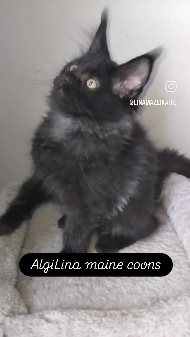 Maine Coon cats for sale: Maine coons kittens black grey tabbys.  - Video 1