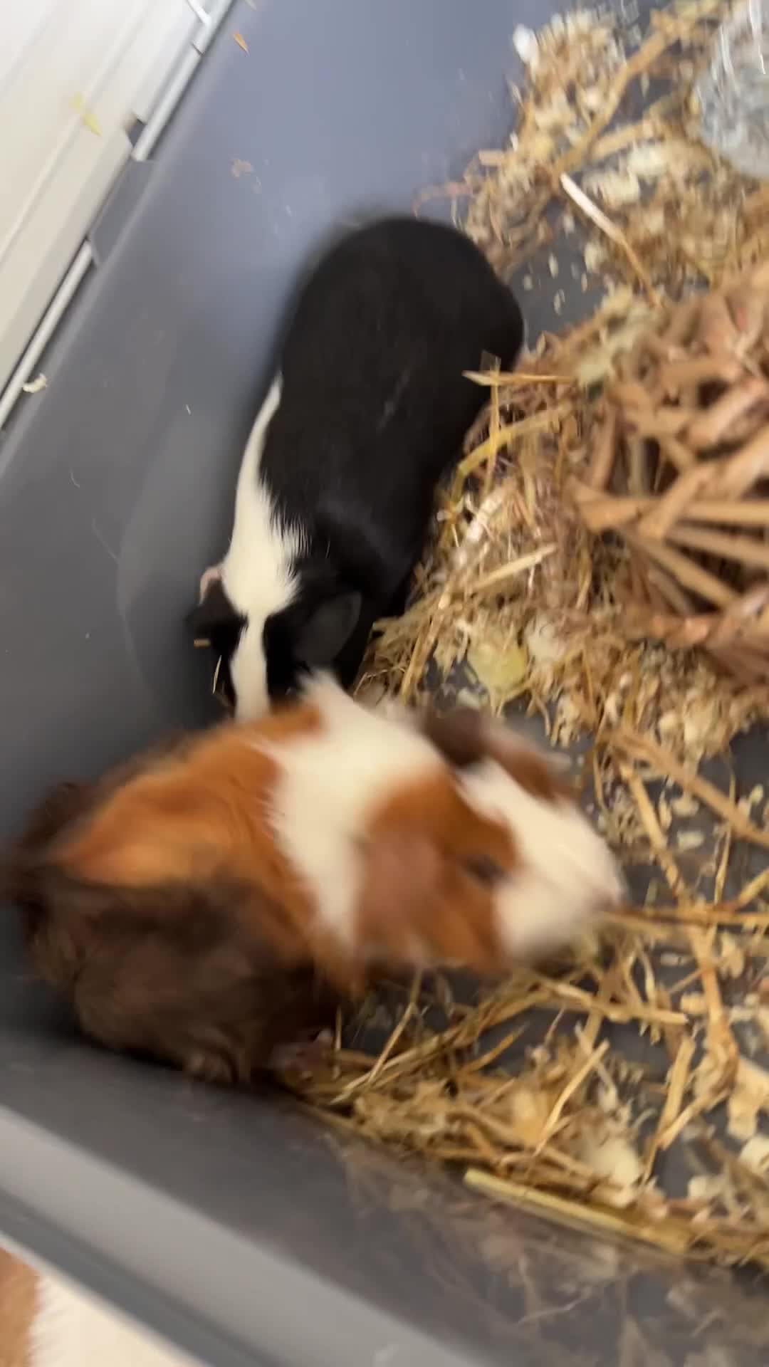 Guinea Pig rodents for sale: Guinea Pigs pair in Sittingbourne - Video 2