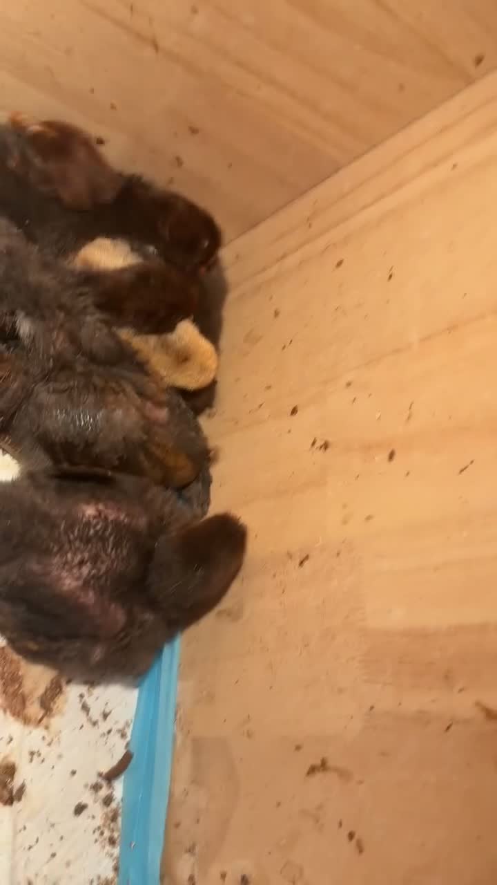 Chickens poultry for sale: Polish cross Plymouth rocks for sale  - Video 2