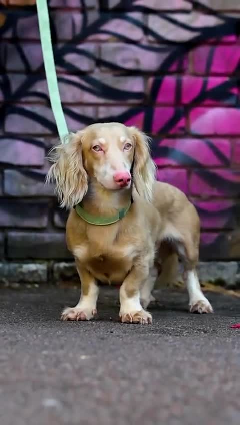 Miniature Dachshund dogs for stud: BASTIAN 👑 PINK 🧬 miniature dachshund  - Video 1