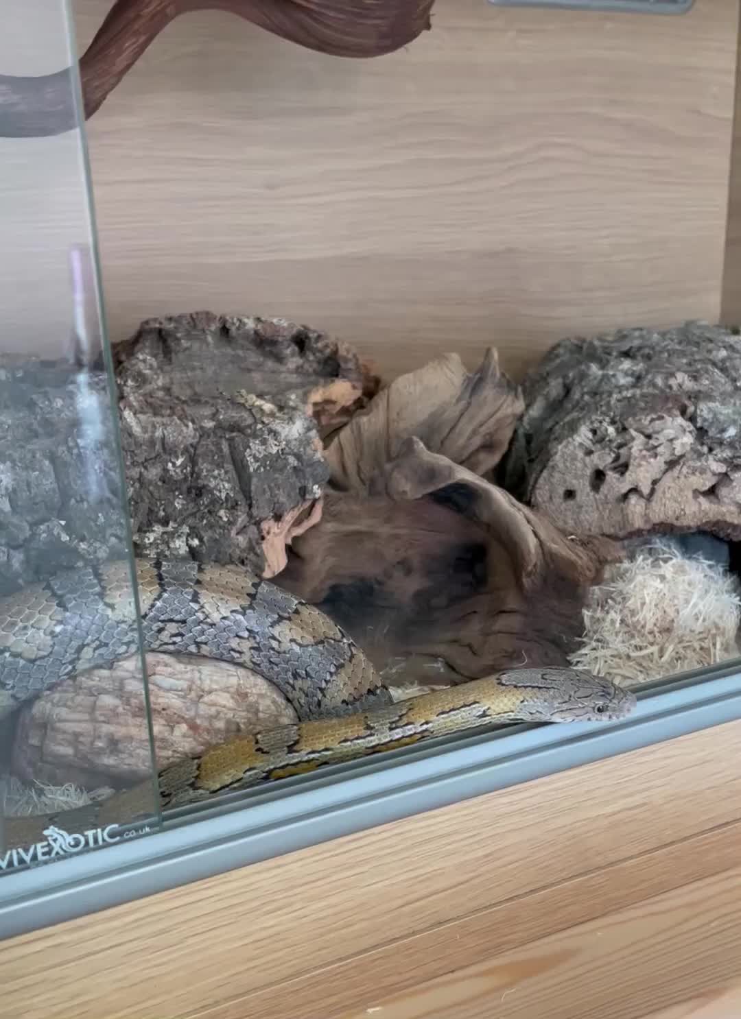 Corn Snake reptiles for sale: Caramel Corn Snake with vivarium  - Video 1