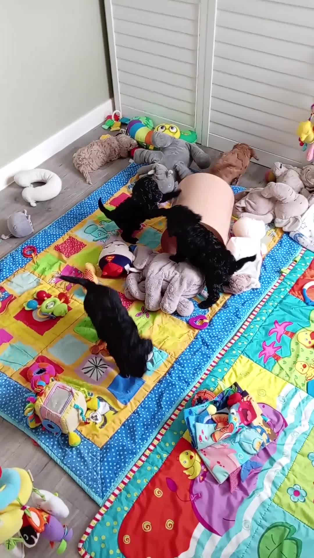 Cockapoo dogs for sale: Cockapoo puppies  - Video 1