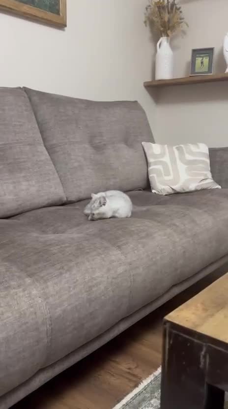 British Shorthair cats for sale: 2 TICA registered BSH kittens  - Video 3