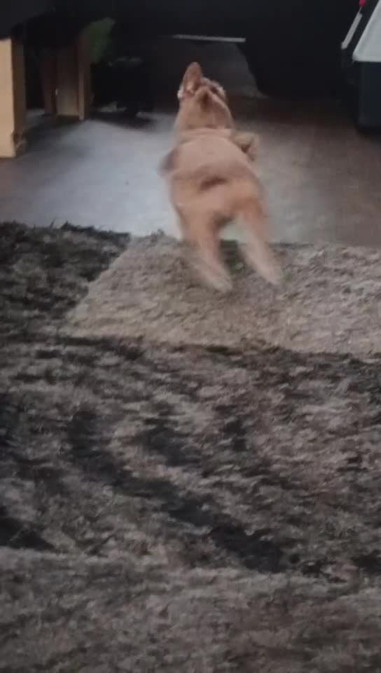 Cava Tzu dogs for sale: Cava-Tzu pups - Video 3