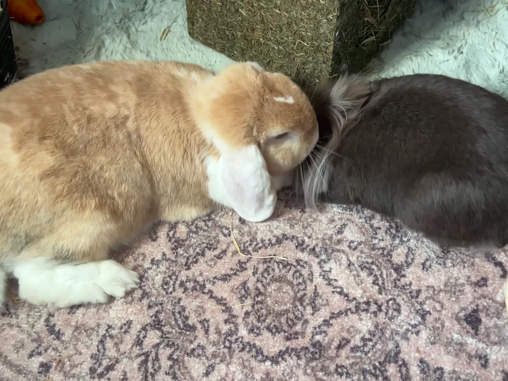 Mixed Breed rabbits for sale: Bonded female and male for a loving home  in Southend-on-Sea - Video 2