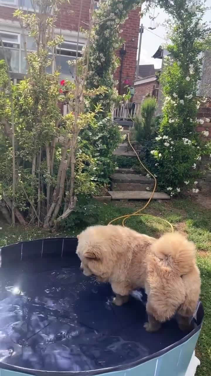 Chow Chow dogs for stud: Cream KC Chow Chow - 100% Proven Stud - Video 4