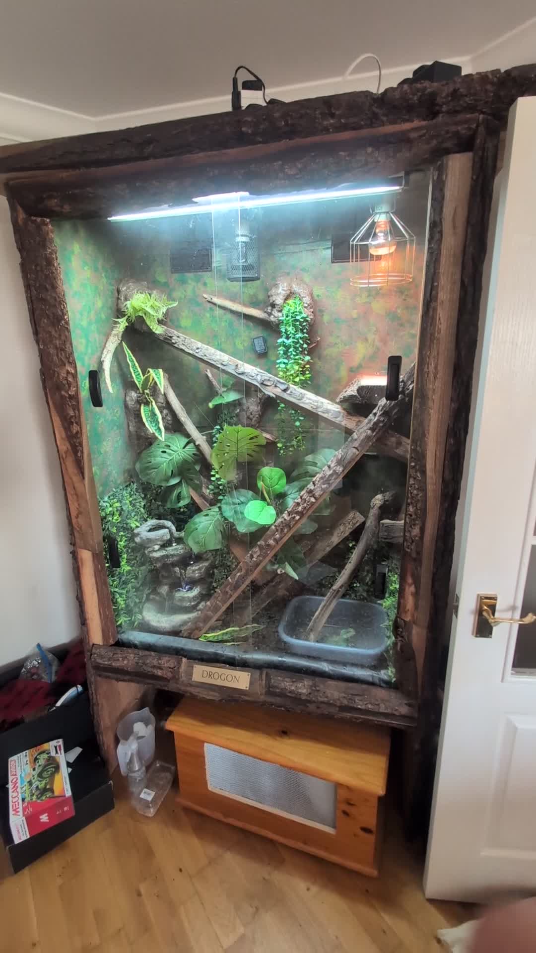 Lizard reptiles for sale: Water dragon and enclosure hand build  in Barnsley - Video 1