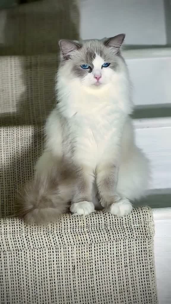 Ragdoll cats for sale: Blue Point Ragdolls  - Video 1