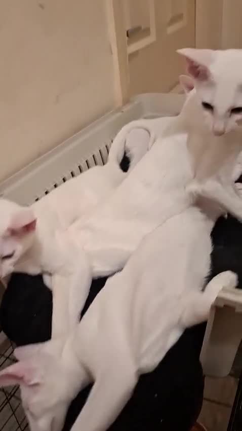 Oriental cats for sale: Adorable oriental kittens for sale - Video 2