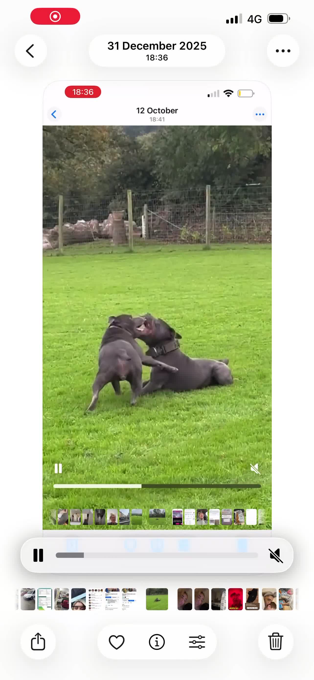 Staffordshire Bull Terrier dogs for sale: ONE GORGEOUS PURE BLUE BOY AVAILABLE  - Video 3