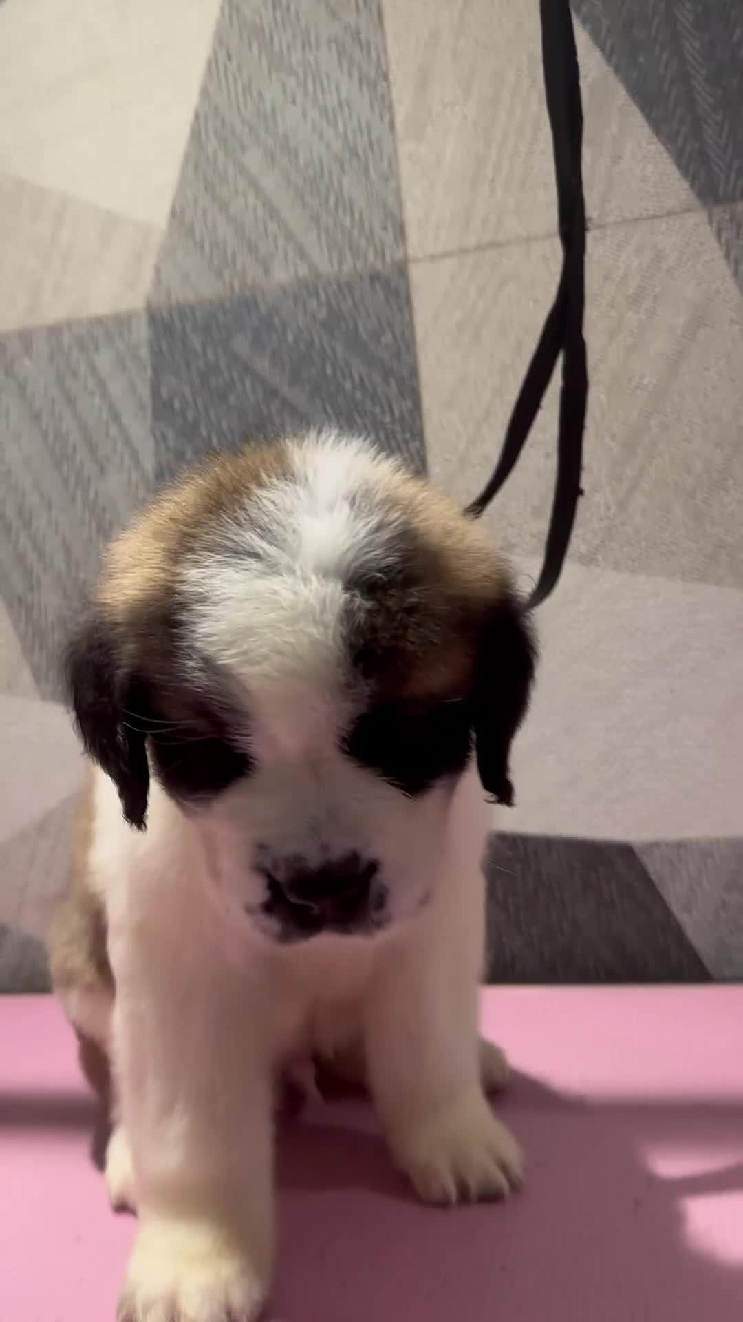 Saint Bernard dogs for sale: Exceptional litter of show quality pups  - Video 3