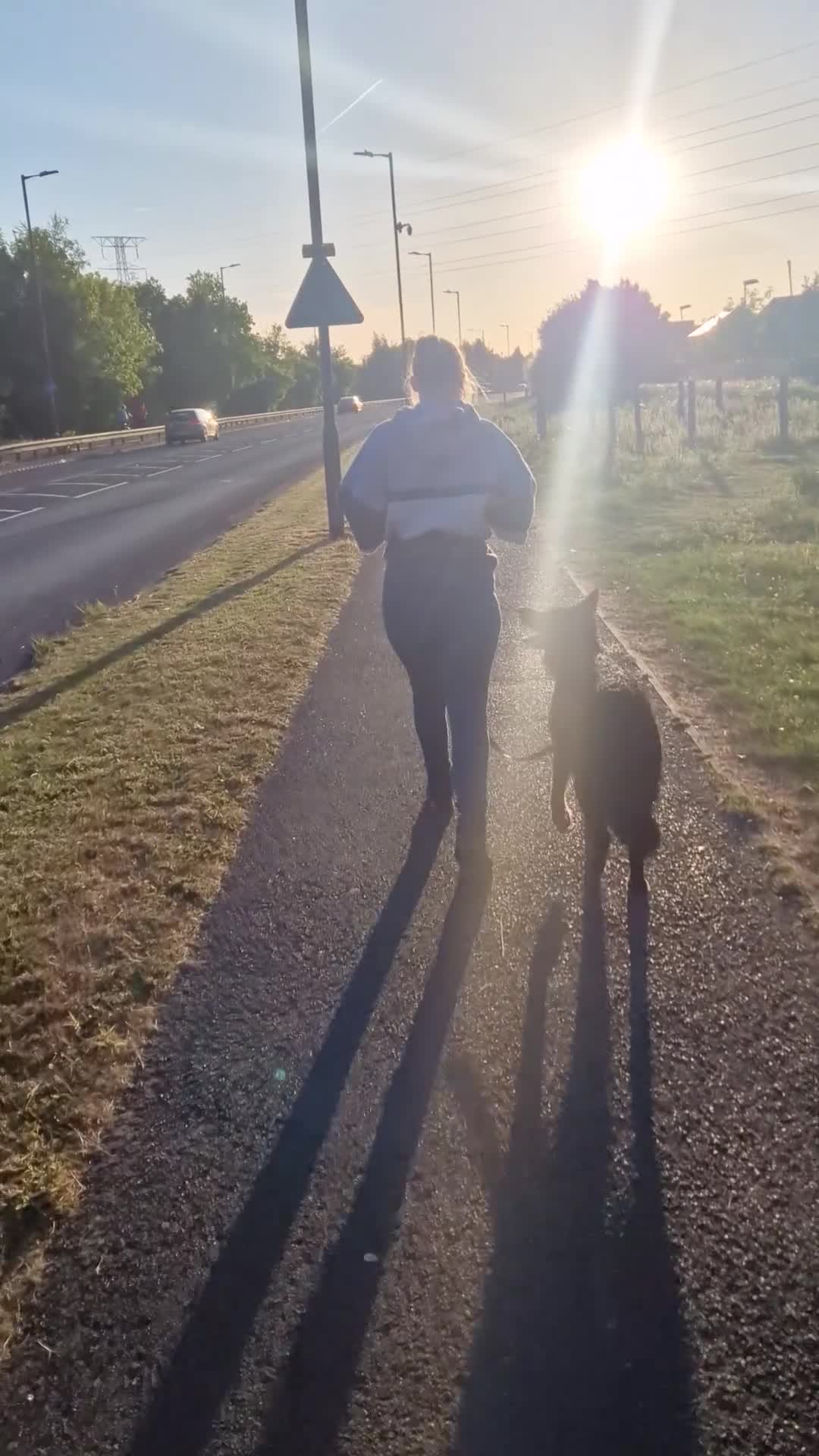 German Shepherd dogs for sale: Beautiful female German shepherd  - Video 2