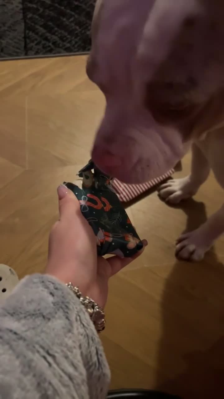 Mixed Breed dogs for sale: 4 girl pocket bully’s ready to go  - Video 2