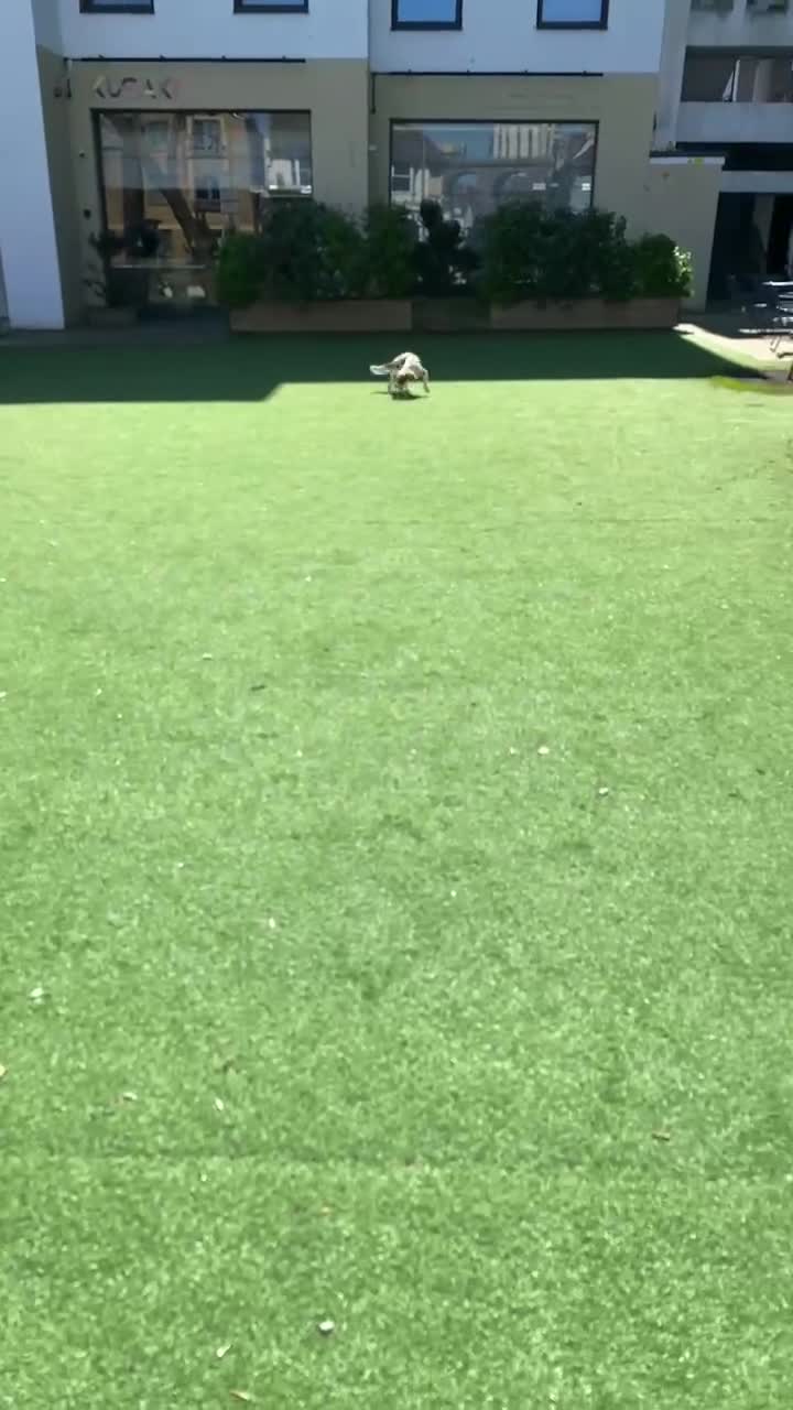 Cockalier dogs for sale: Cavalier Puppy–Loving, Healthy, and Full of Joy - Video 1